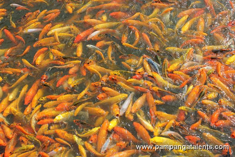 Fish Frenzy at Nuvali Lake in Sta. Rosa Laguna